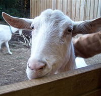 Drysdale Cheeses - Accommodation Perth