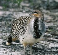 Yongergnow Australian Malleefowl Centre - Accommodation Perth
