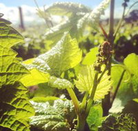 Punt Road Winery - Perth Resorts
