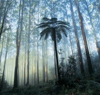 Yarra Ranges National Park - Accommodation Perth