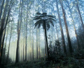 Yarra Ranges National Park - Accommodation Perth 0