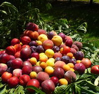 Rayner's Orchard
