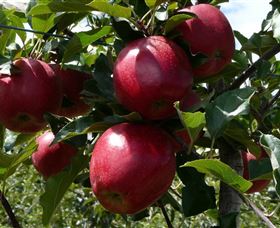 Wilgro Orchards - Accommodation Perth 3