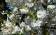Beleura The House And Garden - thumb 1