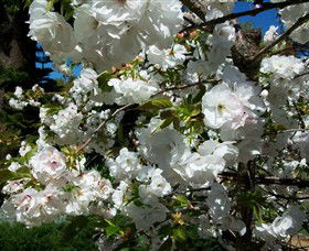 Beleura The House And Garden - Accommodation Perth 1