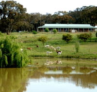 Clearview Alpacas - Accommodation Perth
