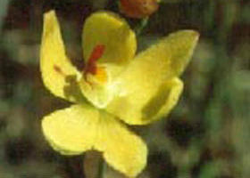Langwarrin Flora And Fauna Reserve - Accommodation Perth 0