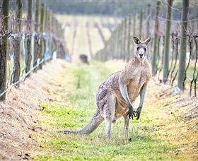 Yabby Lake Vineyard & Cellar Door - Accommodation Perth 8