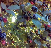 Gunnadoo Berries - Accommodation Perth