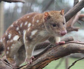 Moonlit Sanctuary Wildlife Conservation Park - Accommodation Perth 2