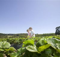 Sunny Ridge Strawberry Farm - Accommodation Perth