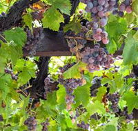  Murrumbateman Winery Company Pty Ltd  - Accommodation Perth