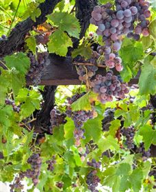  Murrumbateman Winery Company Pty Ltd  - Accommodation Perth 0