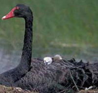 French Island Marine National Park - Accommodation Perth