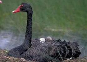 French Island Marine National Park - Accommodation Perth 0