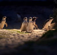 Phillip Island Nature Parks - Accommodation Perth