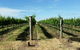 Kerralee Wines - thumb 0