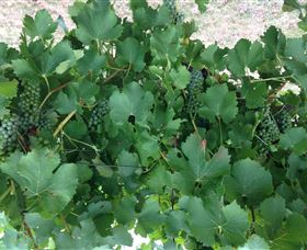 Jeir Creek Wines - Accommodation Perth 2
