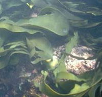 Churchill Island Marine National Park - Accommodation Perth