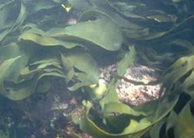 Churchill Island Marine National Park - Perth Resorts 0