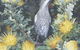 Dryandra Woodland - thumb 1