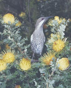 Dryandra Woodland - Accommodation Perth 1