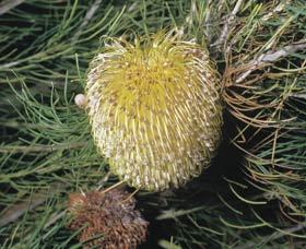 Dryandra Woodland - Accommodation Perth 3