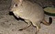 Barna Mia Native Animal Sanctuary - thumb 1