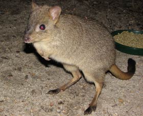 Barna Mia Native Animal Sanctuary - Accommodation Perth 1