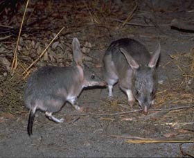 Barna Mia Native Animal Sanctuary - Accommodation Perth 2