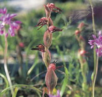 Carnamah-Eneabba Wildflower Drive - Accommodation Perth