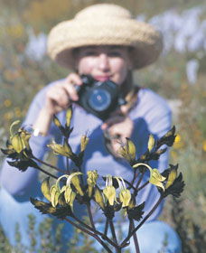 Carnamah-Eneabba Wildflower Drive - Accommodation Perth 1