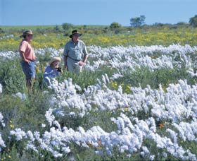 Carnamah-Eneabba Wildflower Drive - Accommodation Perth 2
