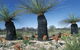 Carnamah-Eneabba Wildflower Drive - thumb 3