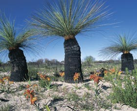Carnamah-Eneabba Wildflower Drive - Accommodation Perth 3