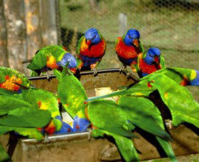Canberra Walk In Aviary - Accommodation Perth 1
