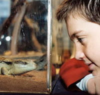 Canberra Reptile Zoo - Accommodation Perth