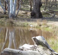 Mulligans Flat - Accommodation Perth
