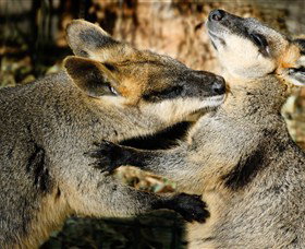 All Sydney Touring - Perth Resorts 5