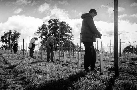 Clonakilla Wines - Accommodation Perth 4