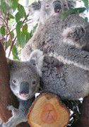 Cohunu Koala Park - Accommodation Perth 1
