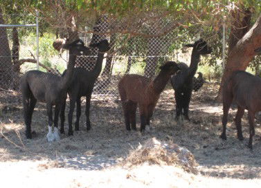Cohunu Koala Park - Accommodation Perth 2