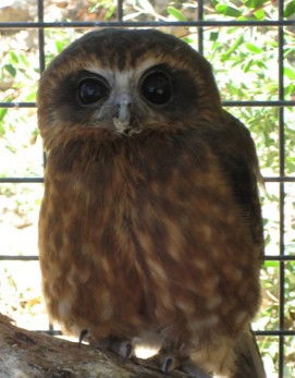 Cohunu Koala Park - Accommodation Perth 3