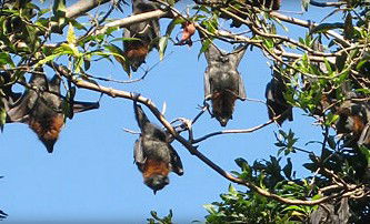 Blackbutt Reserve - Perth Resorts 1