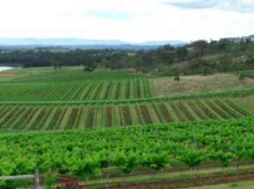Hunter Vineyard Tours - Perth Resorts 2
