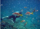 Imagine Cruises - Accommodation Perth 0
