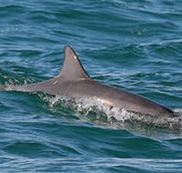 Byron Bay Dolphin Wildlife Tours - Accommodation Perth