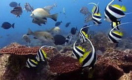 Byron Bay Dolphin Wildlife Tours - Accommodation Perth 3