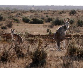 Silver City Tours - Accommodation Perth 1