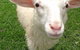 Golden Ridge Animal Farm - thumb 0